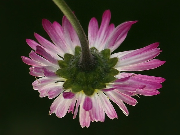 sedmokráska obyčajná Bellis perennis L.