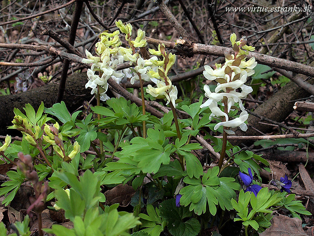 chochlačka dutá Corydalis cava (L.) Schweigg. et Körte