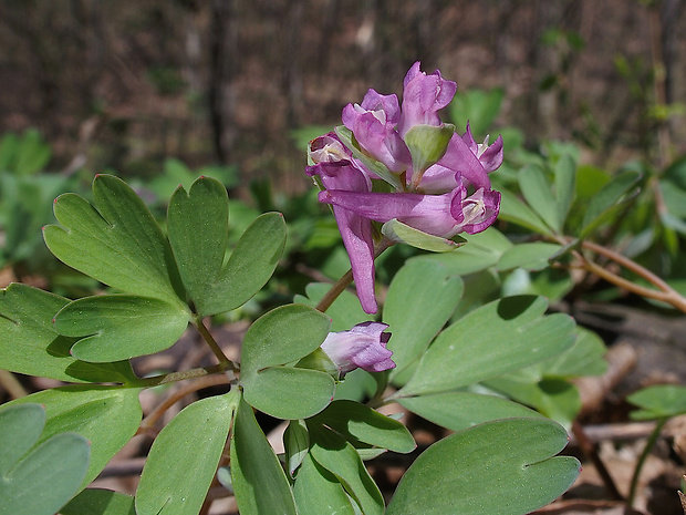 chochlačka prostredná Corydalis intermedia (L.) Mérat