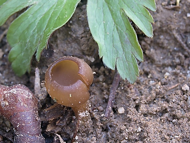 hľuznatka veternicová Dumontinia tuberosa (Bull.) L.M. Kohn