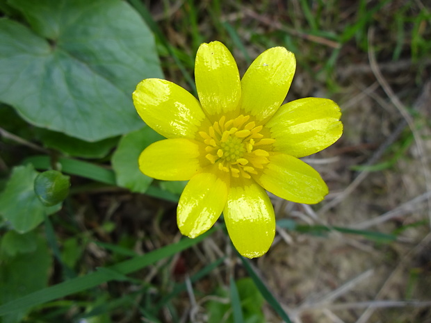 blyskáč záružľolistý Ficaria calthifolia Rchb.