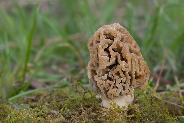 smrčok stepný Morchella steppicola Zerova