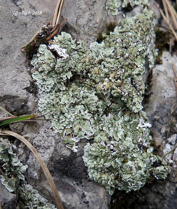 skvamarína chrupkovitá Squamarina cartilaginea var. cartilaginea (With.) P. James