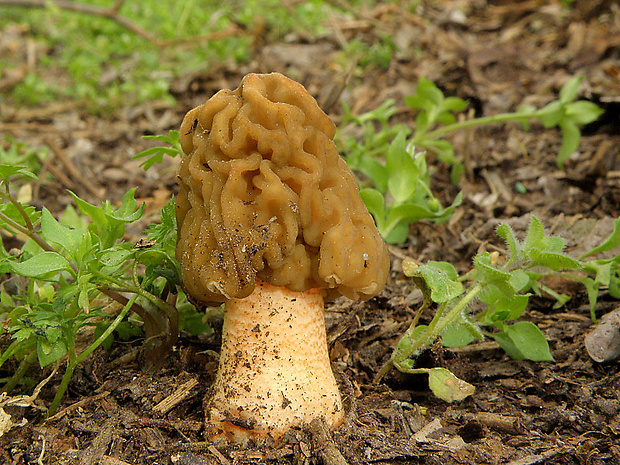 smrčkovec český Verpa bohemica (Krombh.) J. Schröt.