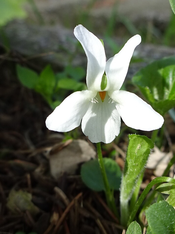 fialka biela Viola alba Besser