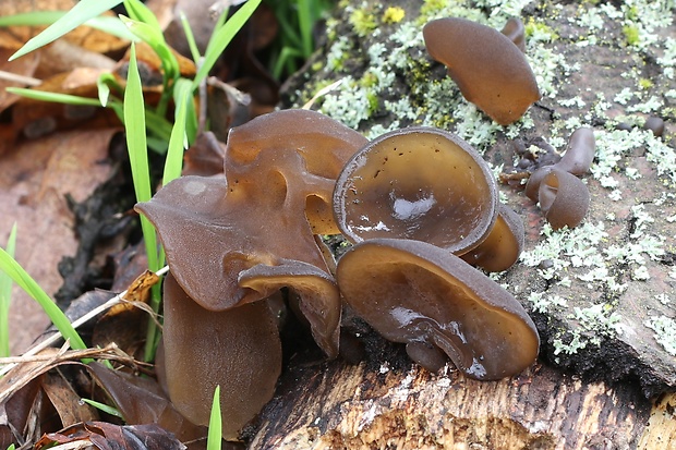 uchovec bazový Auricularia auricula-judae (Bull.) Quél.