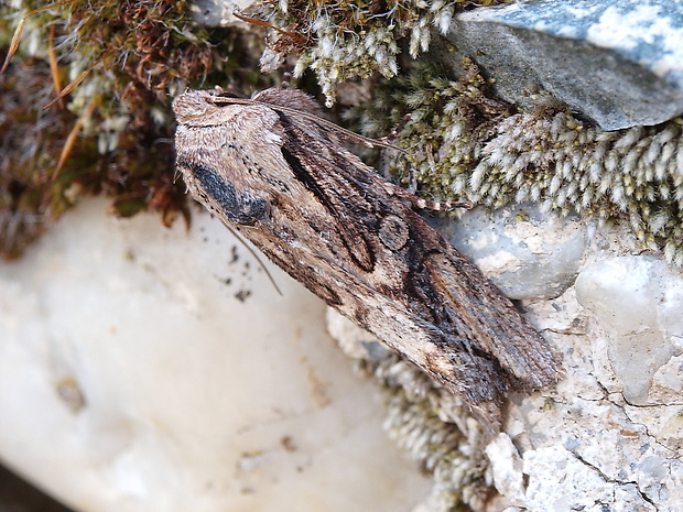 mora plamienková  Egira conspicillaris