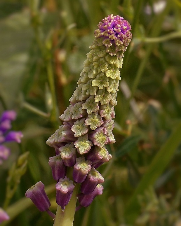 leopoldia chochlatá Leopoldia comosa (L.) Parl.