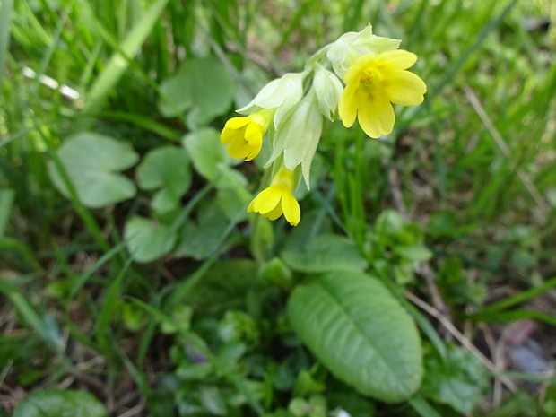 prvosienka jarná Primula veris L.