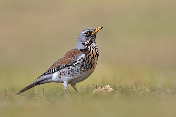 drozd čvíkotavý  Turdus pilaris