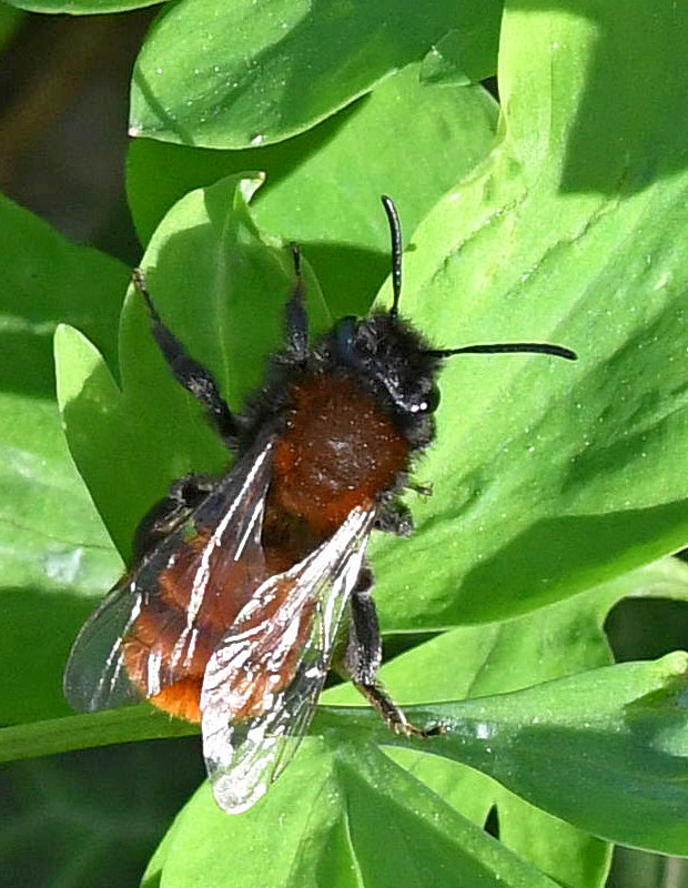 pieskárka Andrena armata