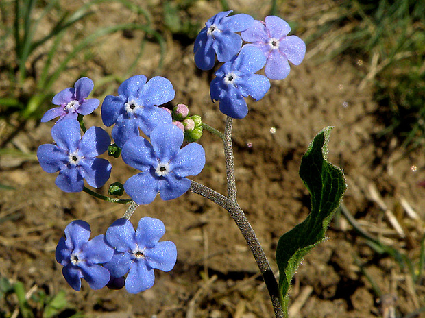 brunera veľkolistá Brunnera macrophylla (Adams) I. M. Johnst.