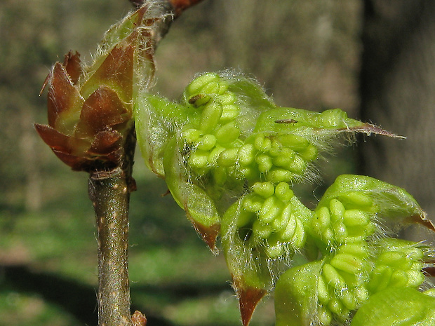 hrab obyčajný Carpinus betulus L.