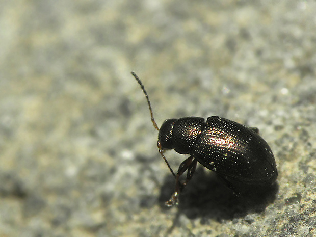 - Chaetocnema cf. mannerhemii