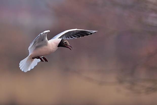 čajka smejivá  Chroicocephalus ridibundus