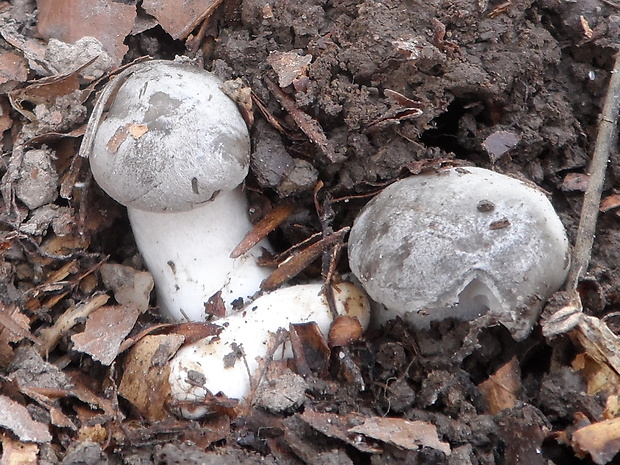 šťavnačka marcová Hygrophorus marzuolus (Fr.) Bres.