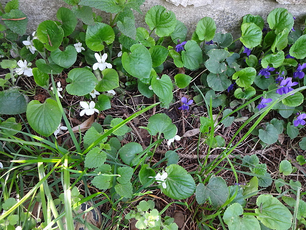 fialka voňavá - albín a fialka voňavá  Viola adorata a Viola adorata L.