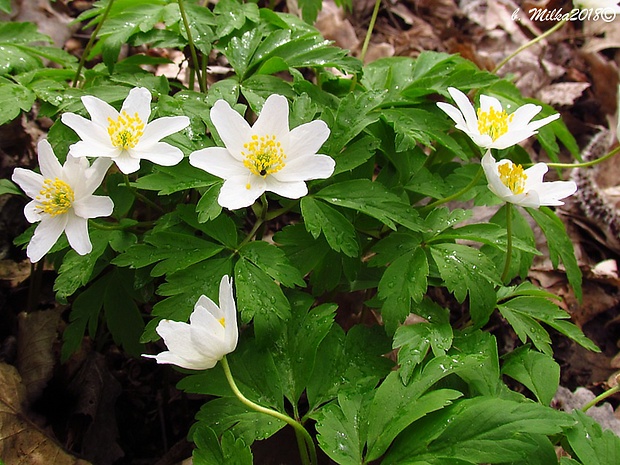 veternica hájna Anemone nemorosa L.