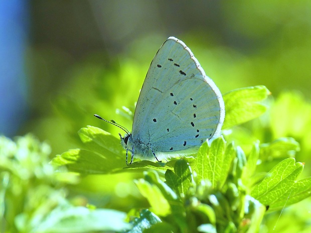 modráčik krušinový Celastrina argiolus