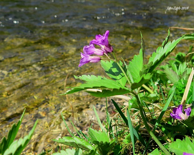 zubačka žliazkatá Dentaria glandulosa Waldst. et Kit. ex Willd.