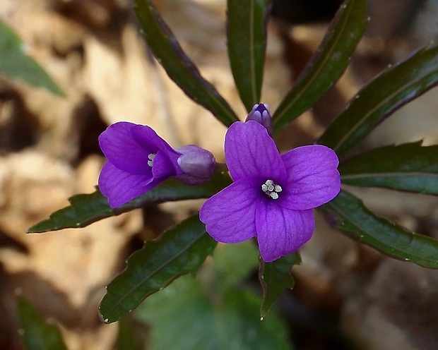 zubačka žliazkatá Dentaria glandulosa Waldst. et Kit. ex Willd.