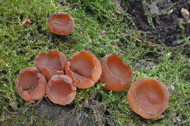 hľuznatka veternicová Dumontinia tuberosa (Bull.) L.M. Kohn