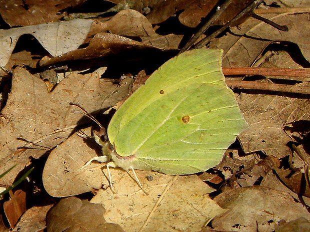 žltáčik rešetliakový  Gonepteryx rhamni  Linnaeus, 1758