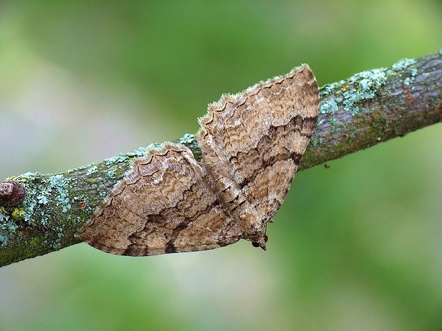 piadivka jelenia Hydria cervinalis