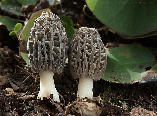 smrčok kužeľovitý Morchella conica Pers.