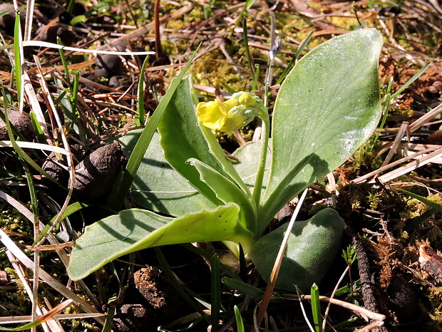 prvosienka holá Primula auricula L.