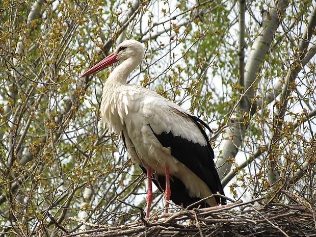 bocian biely Ciconia ciconia