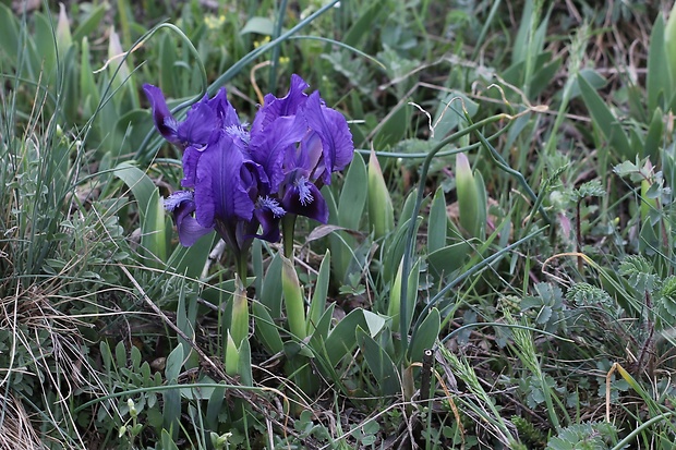 kosatec nízky Iris pumila L.