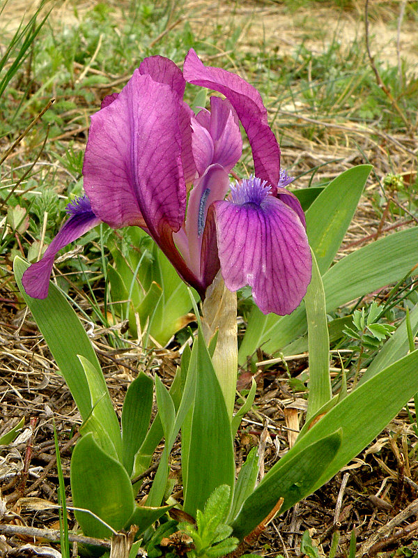 kosatec nízky Iris pumila L.