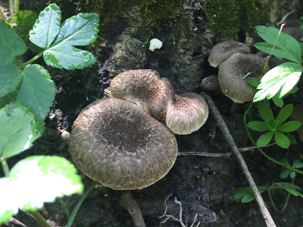 húževnatec tigrovaný Lentinus tigrinus (Bull.) Fr.