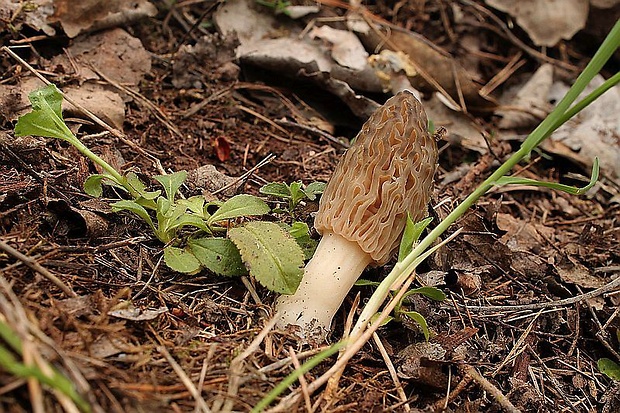 smrčok kužeľovitý Morchella conica Pers.