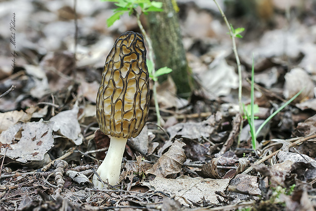 smrčok kužeľovitý Morchella conica Pers.