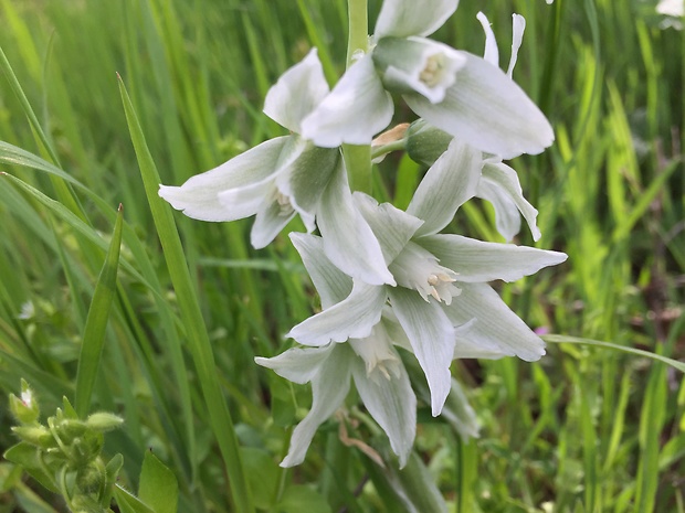 bledavka boucheova Ornithogalum boucheanum (Kunth) Asch.