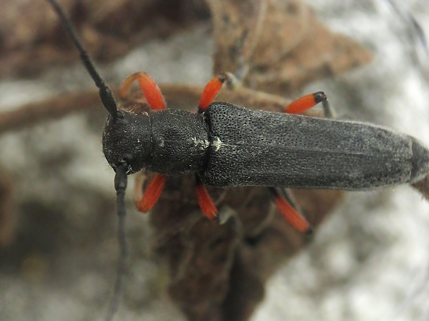 vrzúnik mrkvový Phytoecia icterica