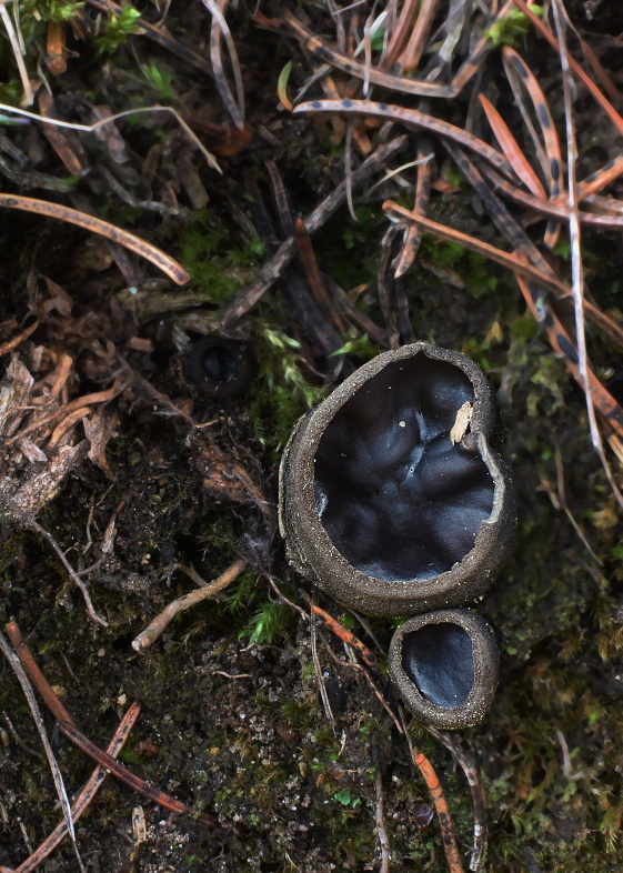 misôčka Pseudoplectania sp.