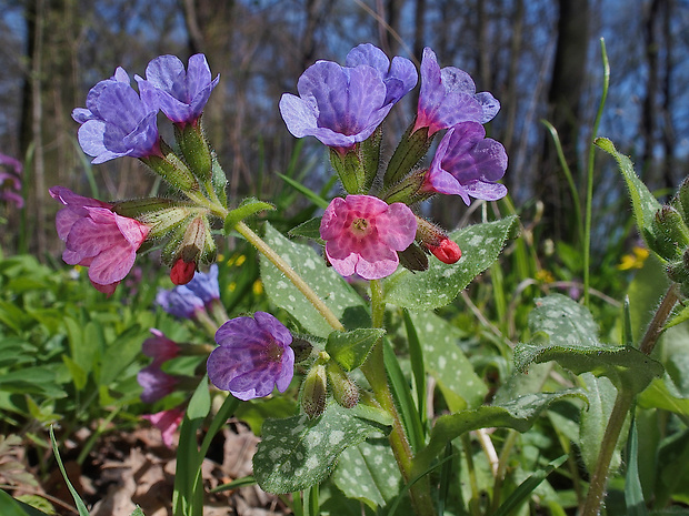 pľúcnik lekársky Pulmonaria officinalis L.