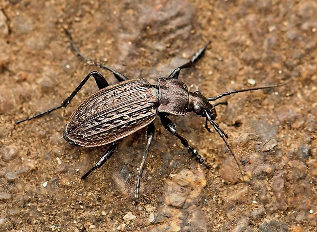 bystruška zrnitá Carabus granulatus