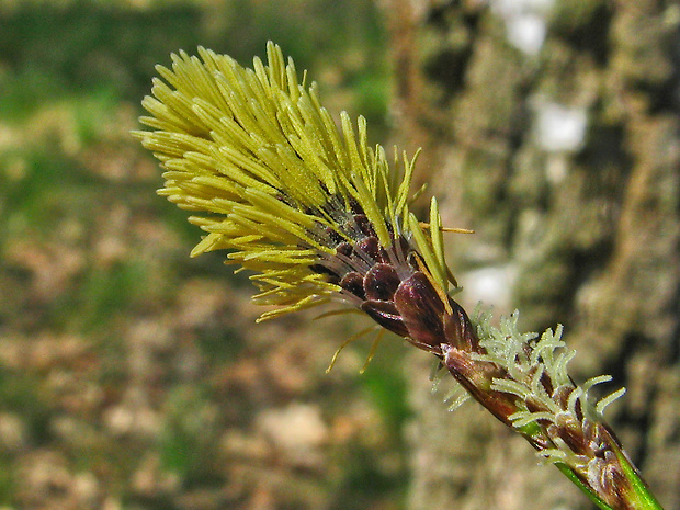 ostrica vresovisková Carex ericetorum Pollich