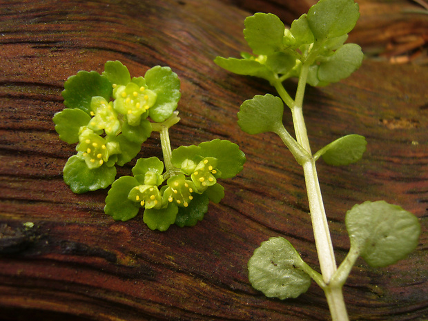 slezinovka Chrysosplenium oppositifolium L.