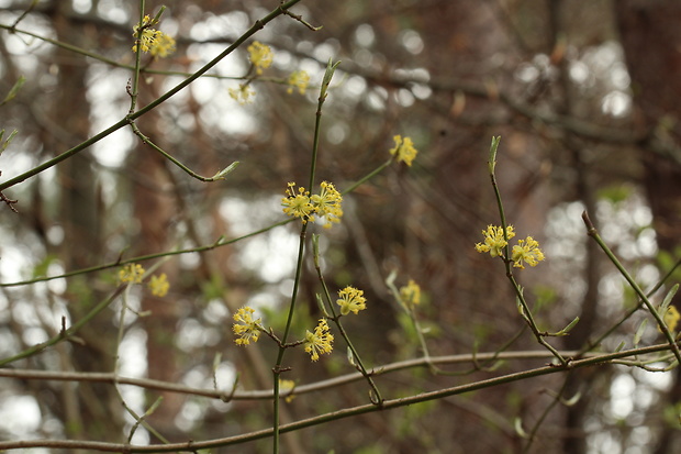 drieň obyčajný Cornus mas L.