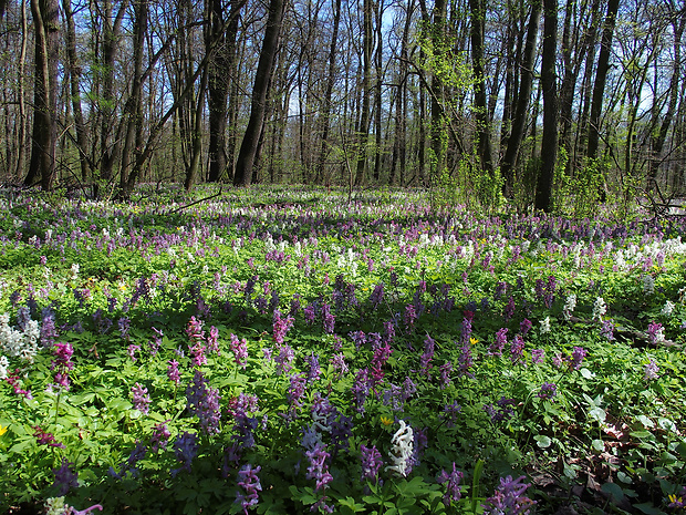 chochlačka dutá Corydalis cava (L.) Schweigg. et Körte