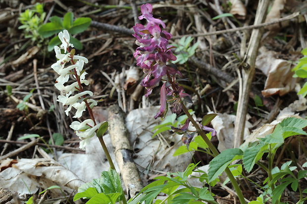 chochlačka dutá Corydalis cava (L.) Schweigg. et Körte