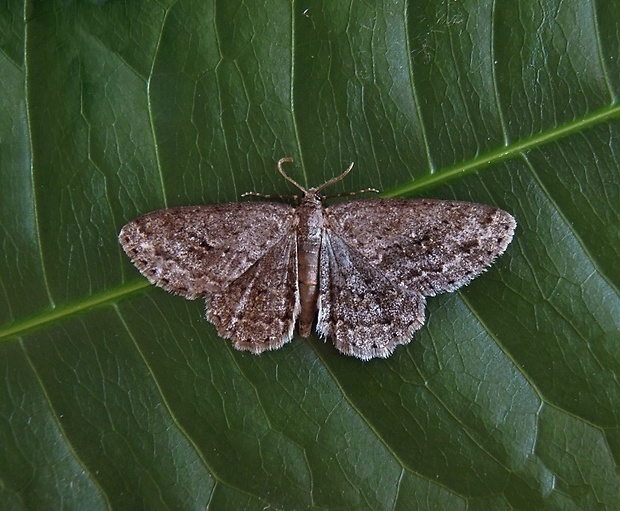 kôrovka orlíčková   /   různorožec orlíčkový Ectropis crepuscularia Denis & Schiffermüller, 1775