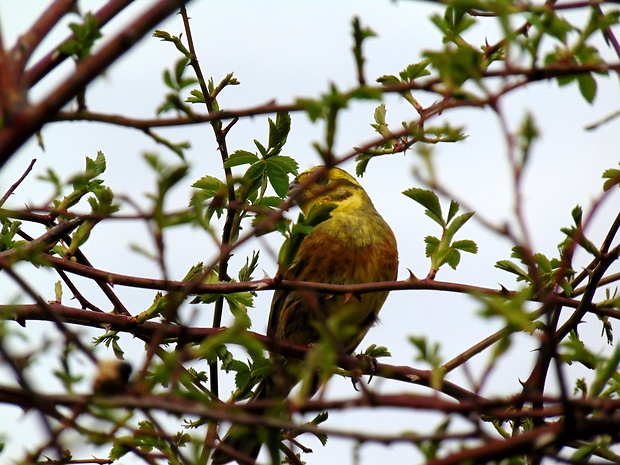 strnadka žltá Emberiza citrinella