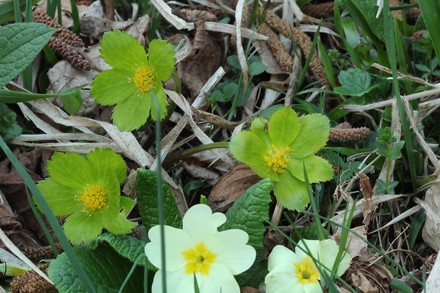 hviezdnatec čemericový Hacquetia epipactis (Scop.) DC.