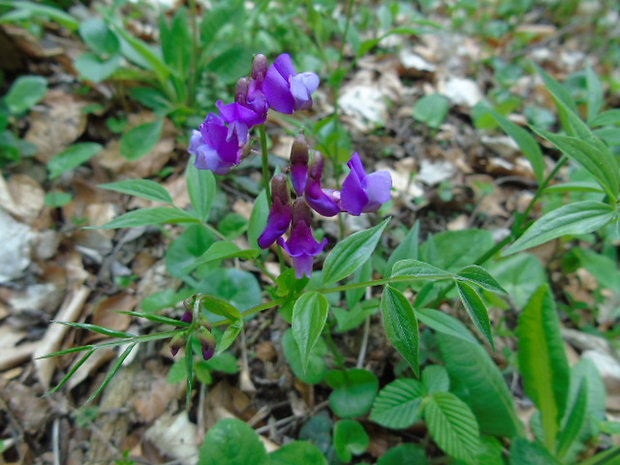 hrachor jarný Lathyrus vernus (L.) Bernh.